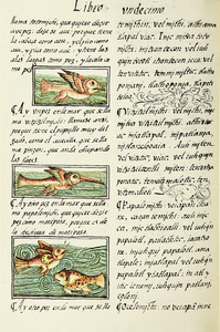 The Florentine Codex- Birds and Fish II