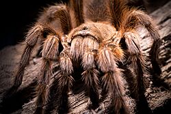 Theraphosidae.20120317.jpg