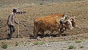Archivo:Tibet-Agriculture-34-Pfluegen mit Ochsengespann-2014-gje