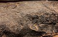 TinTaghirtFootprints