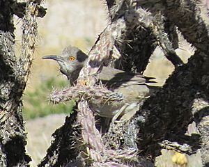 Archivo:Toxostoma curvirostre in Cylindropuntia imbricata