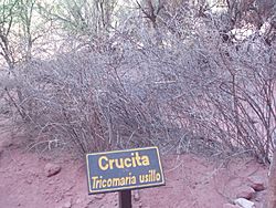 Tricomaria usillo Talampaya.JPG