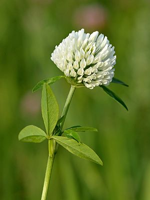Archivo:Trifolium pratense albiflorum - Keila