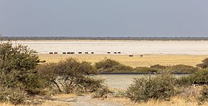 Archivo:Vacas en el parque nacional Makgadikgadi Pans, Botsuana, 2018-08-02, DD 01