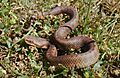 Vipera seoanei 05