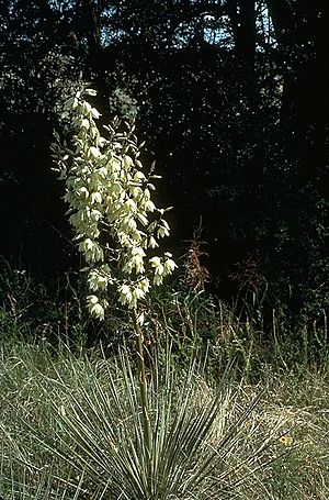 Archivo:Yucca glauca inflorescence