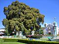 2000 AÑOS TIENE ,) - panoramio