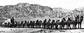 20 Mule Team in Death Valley