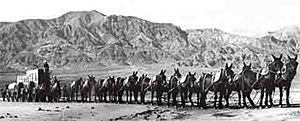 Archivo:20 Mule Team in Death Valley