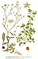 345 Stellaria graminea, Stellaria media