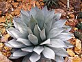 Agave parrasana WZBGSG