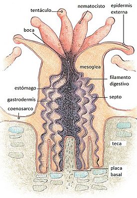 Archivo:Anatomía de un pólipo coralino