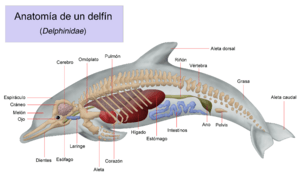 Archivo:Anatomia delfin