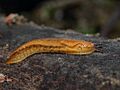 Arion-subfuscus-braune-wegschnecke