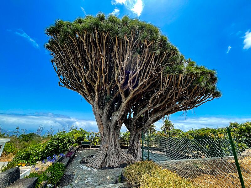 At La Palma 2021 0710