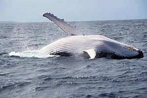 Archivo:Avistamiento de ballenas