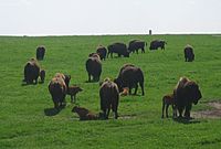 Archivo:Bison at Blue Mounds State Park