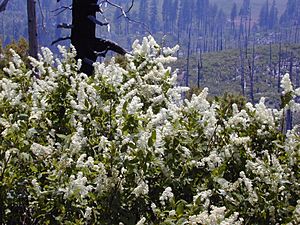 Archivo:Ceanothus integerrimus 04