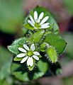 Chickweed (aka)