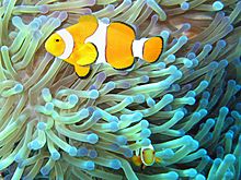 Archivo:Common clownfish