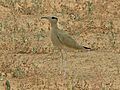 Cream-coloured courser