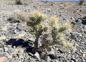 Archivo:Cylindropuntia echinocarpa kz3