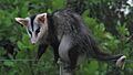 Didelphis albiventris, Bahia, Brazil