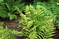 Dryopteris marginalis 2