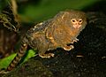 Dværgsilkeabe Callithrix pygmaea