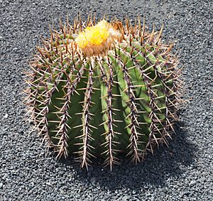 Archivo:Echinocactus platyacanthus. Jardín de Cactus - Lanzarote - J07