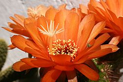 Echinopsis huascha760334102.jpg