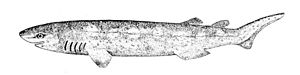 Echinorhinus brucus.jpg