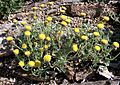 Erigeron aphanactis