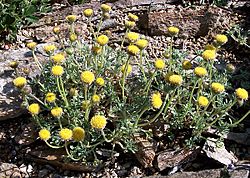 Erigeron aphanactis.jpg