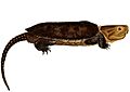 Erpétologie générale, ou, Histoire naturelle complète des reptiles (Platysternon megacephalum)
