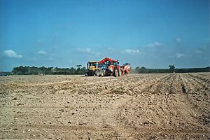 Archivo:Fastrac and McCormick potato harvesting