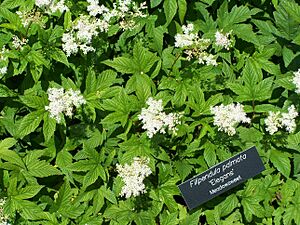 Archivo:Filipendula palmata meadowsweet MN 2007