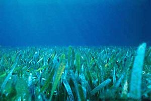 Archivo:Floridian seagrass bed