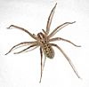 Giant-house-spider.jpg