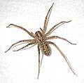Giant-house-spider