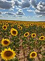 Girasoles junto al Camino el Río