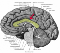 Gray 720-emphasizing-corpus-callosum