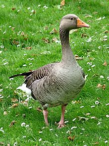 Archivo:Greylag Goose (Anser anser)