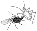 HEMI Aphididae Aphidius attacking pea aphid