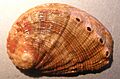 Haliotis stomatiaeformis 002