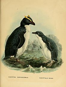 Archivo:History of the birds of NZ 1st ed p344