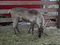 Archivo:Hunter's Tree Farm - reindeer 02