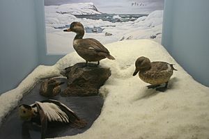 Archivo:Labrador Ducks AMNH