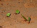 Leaf cutter ants CostaRica
