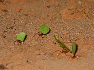 Archivo:Leaf cutter ants CostaRica